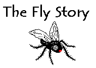 Fly 