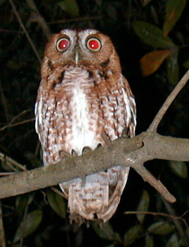 whoo youu
