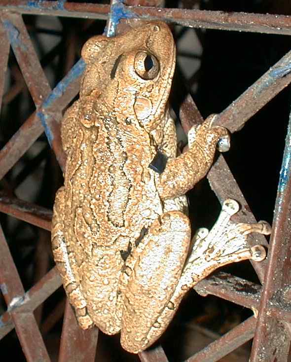 id this treeFrog.jpg
